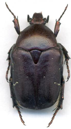 Réf. 236 208 : Protaetia ungarica